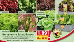 Norma Herbsternte Salatpflanzen Angebot
