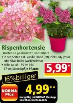 Norma Rispenhortensie Angebot