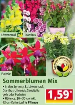Norma Sommerblumen Mix Angebot