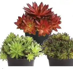 Dehner Hauswurz Angebot