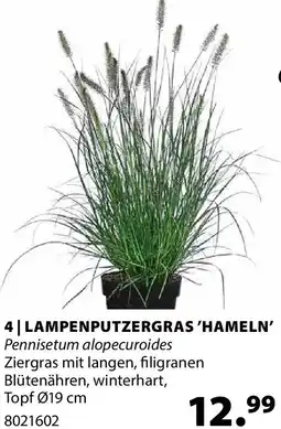 Dehner Lampenputzergras 'hameln' Angebot