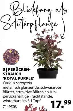 Dehner Perückenstrauch 'royal purple' Angebot