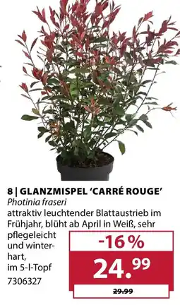 Dehner Glanzmispel 'carré rouge' Angebot