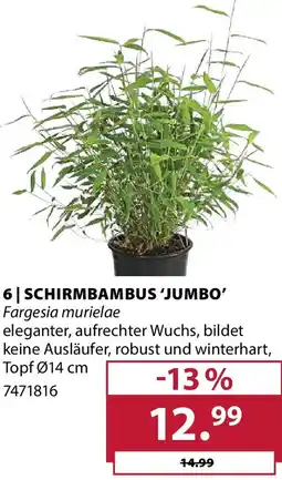 Dehner Schirmbambus 'jumbo' Angebot