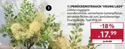Dehner Perückenstrauch 'young lady' Angebot