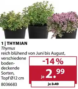 Dehner Thymian Angebot