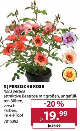 Dehner Persische rose Angebot