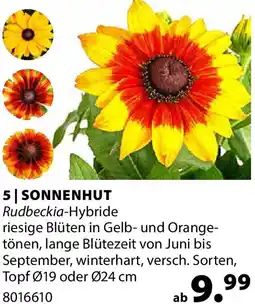 Dehner Sonnenhut Angebot