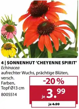Dehner Sonnenhut 'cheyenne spirit' Angebot