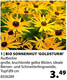Dehner Bio sonnenhut 'goldsturm' Angebot