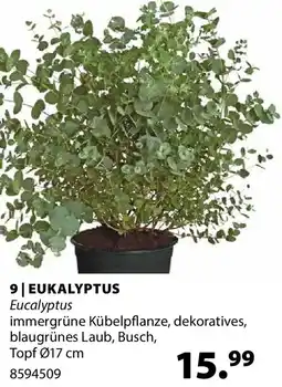 Dehner Eukalyptus Angebot