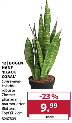 Dehner Bogenhanf 'black coral' Angebot