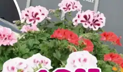 Hornbach FloraSelf Edelgeranie Angebot