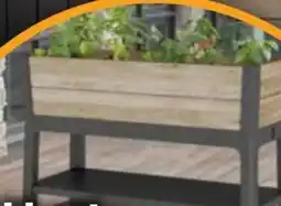 Hornbach Keter Hochbeet Angebot
