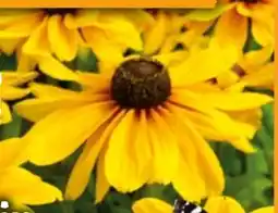 Hornbach FloraSelf Sonnenhut-Mix Angebot