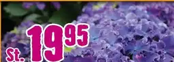 Hornbach FloraSelf Ball-Tellerhortensie Angebot