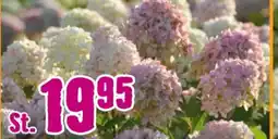 Hornbach FloraSelf Rispenhortensie Magical Candle Angebot