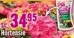 Hornbach FloraSelf Hortensie Diva Fiore Angebot