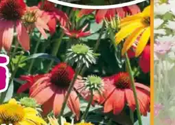 Hornbach FloraSelf Sonnenhut-Mix Echinacea Hybrida Mix Angebot