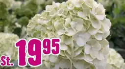 Hornbach FloraSelf Rispenhortensie Limelight Angebot