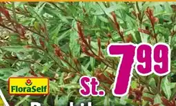 Hornbach FloraSelf Prachtkerze Angebot