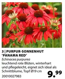 Dehner Purpur-sonnenhut 'panama red' Angebot