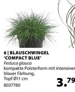 Dehner Blauschwingel 'compact blue' Angebot