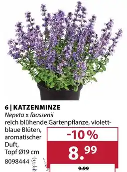 Dehner Katzenminze Angebot