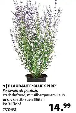 Dehner Blauraute ‘blue spire’ Angebot
