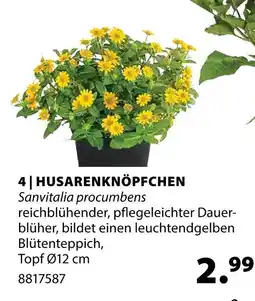 Dehner Husarenknöpfchen Angebot