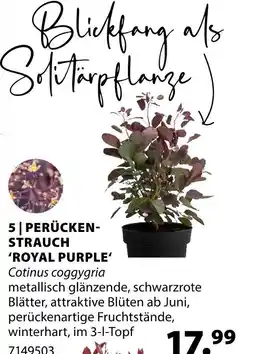 Dehner Perückenstrauch royal purple Angebot