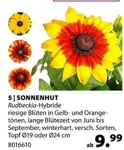 Dehner Sonnenhut Angebot