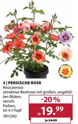 Dehner Persische rose Angebot