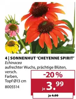 Dehner Sonnenhut 'cheyenne spirit' Angebot