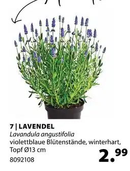 Dehner Lavendel Angebot