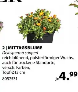 Dehner Mittagsblume Angebot