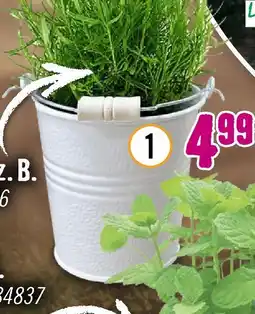 Hornbach Bio-rosmarin Angebot