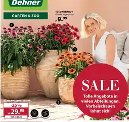 Dehner Dehner sonnenhut Angebot