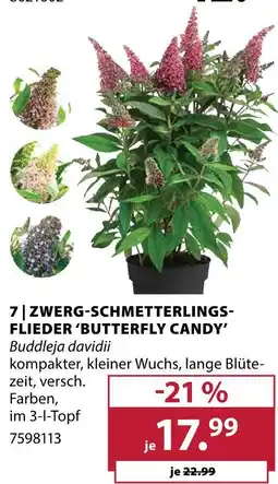Dehner Zwerg-schmetterlings-flieder 'butterfly candy' Angebot