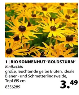 Dehner Bio sonnenhut ‘goldsturm’ Angebot