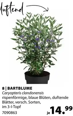 Dehner Bartblume Angebot