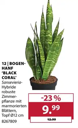 Dehner Bogenhanf 'black coral' Angebot