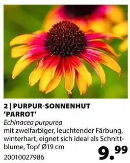 Dehner Purpur-sonnenhut 'parrot' Angebot