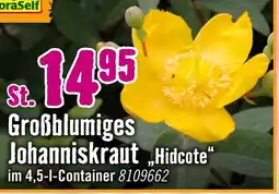 Hornbach Floraself großblumiges johanniskraut „hidcote“ Angebot