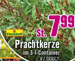 Hornbach Floraself prachtkerze Angebot