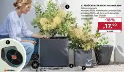 Dehner Perückenstrauch 'young lady' Angebot