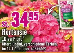 Hornbach Hortensie „diva fiore“ Angebot