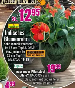 Hornbach Floraself indisches blumenrohr Angebot
