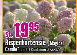 Hornbach Rispenhortensie „magical candle“ Angebot