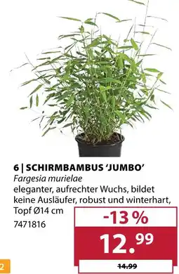 Dehner Schirmbambus 'jumbo' Angebot